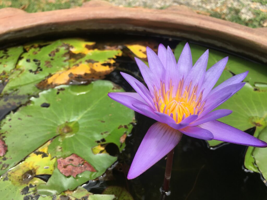 Best Meditation Studio for Stress