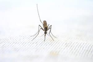 Read more about the article Should You Have Moral Qualms About Killing Mosquitoes?