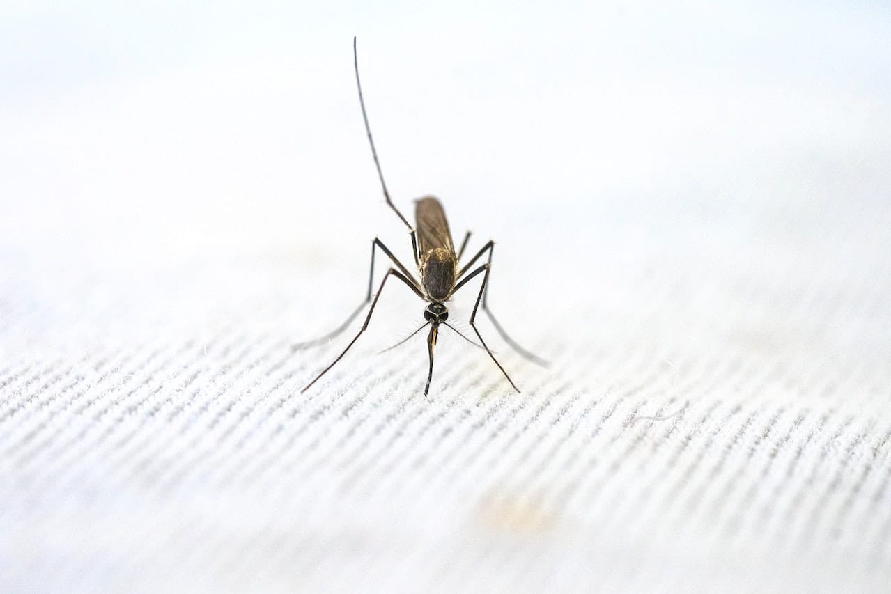 You are currently viewing Should You Have Moral Qualms About Killing Mosquitoes?