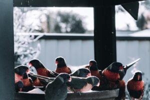 Read more about the article How is Bird Watching Different From a Guided Meditation?