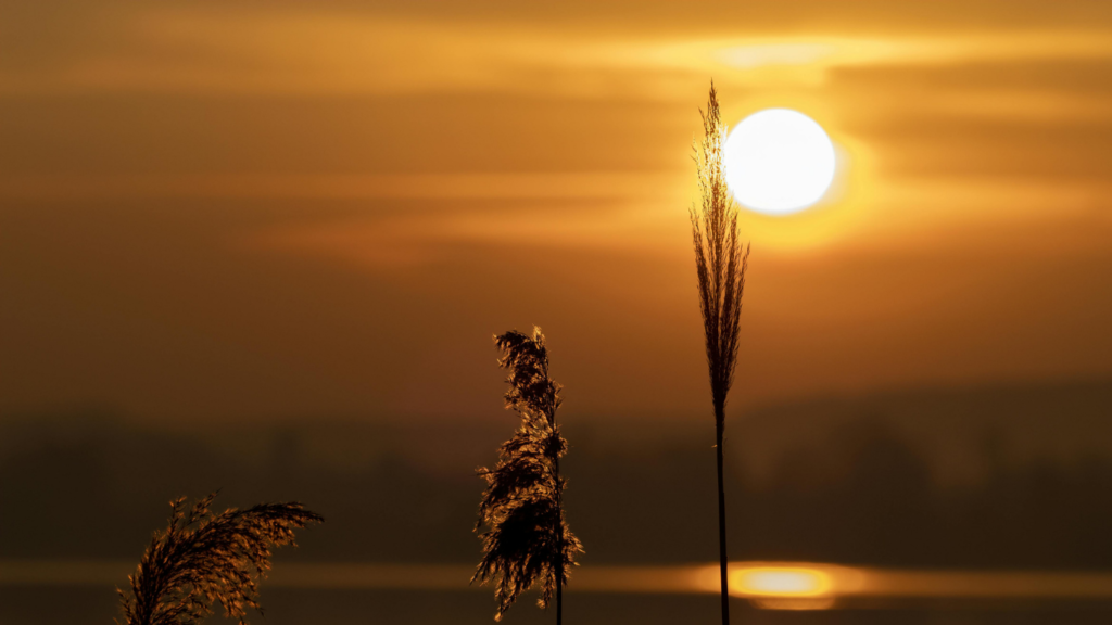 contentment in life